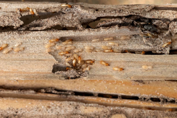 Best Emergency Pest Control  in Meridian, CO